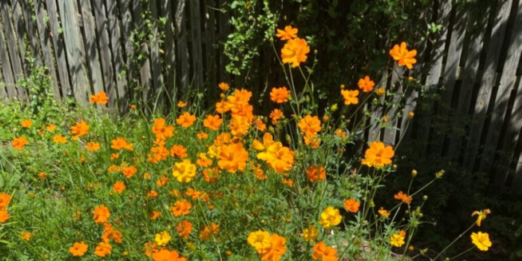 A garden of yellow flowers