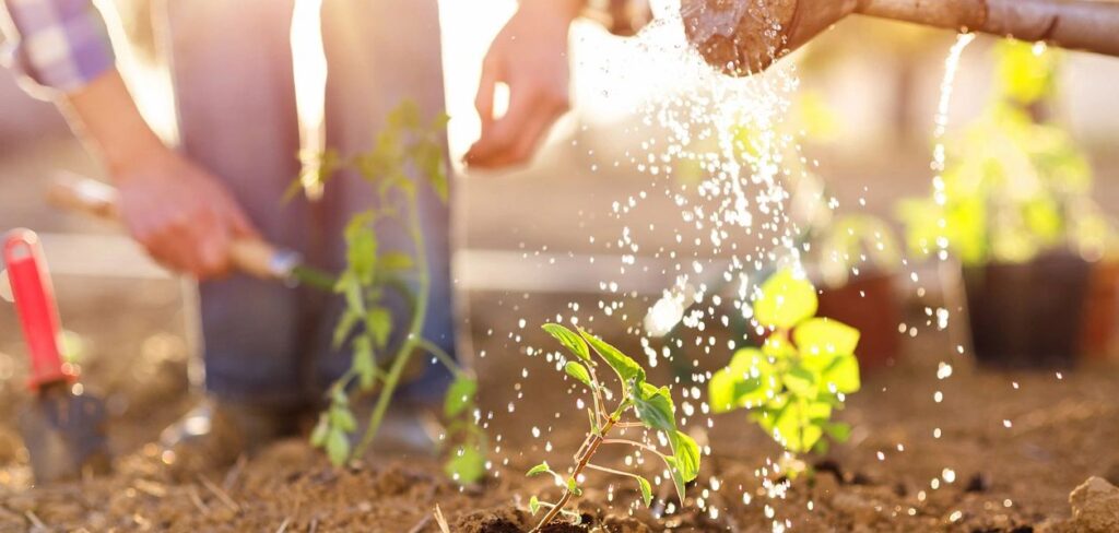 Watering a Plant