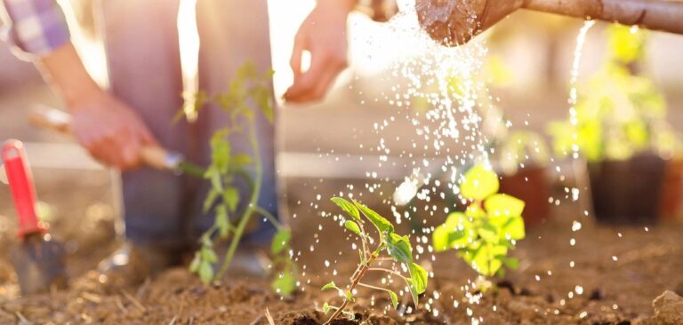 Read more about the article Gardening Newbie? Start Here!