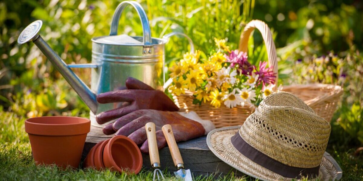 Read more about the article Create the Perfect Senior Garden