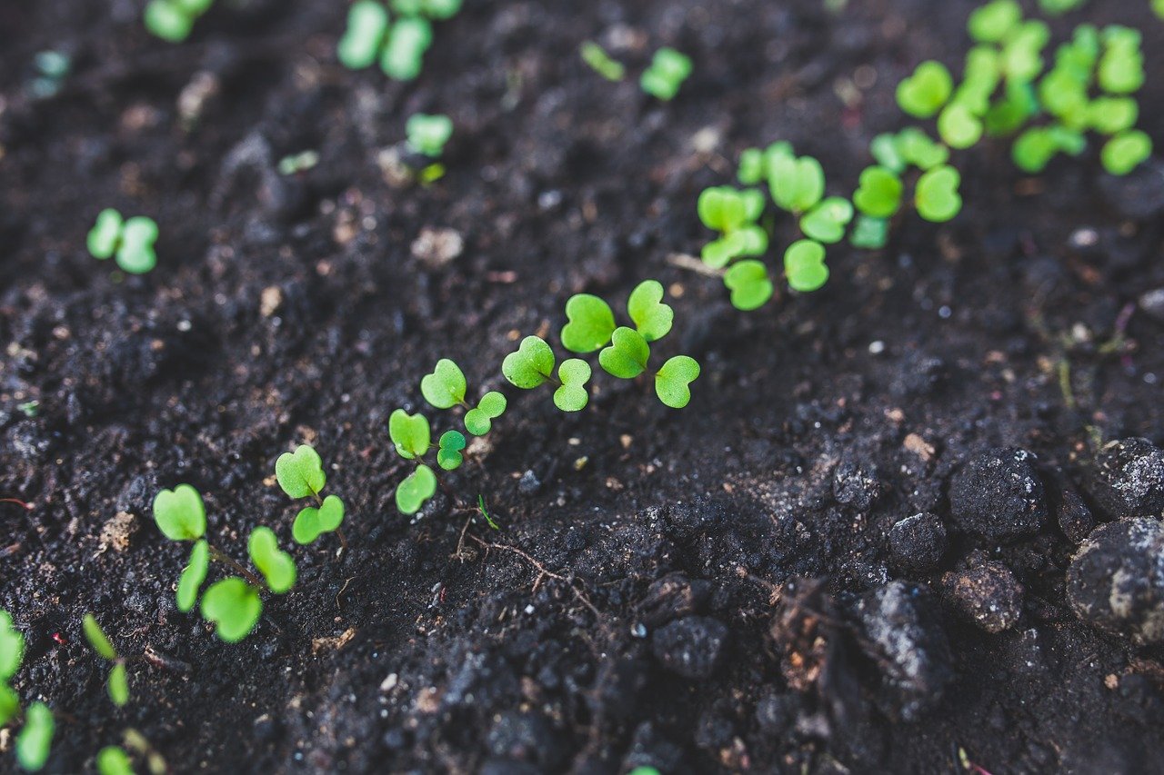 Read more about the article Winter Vegetables for the Outdoor Garden