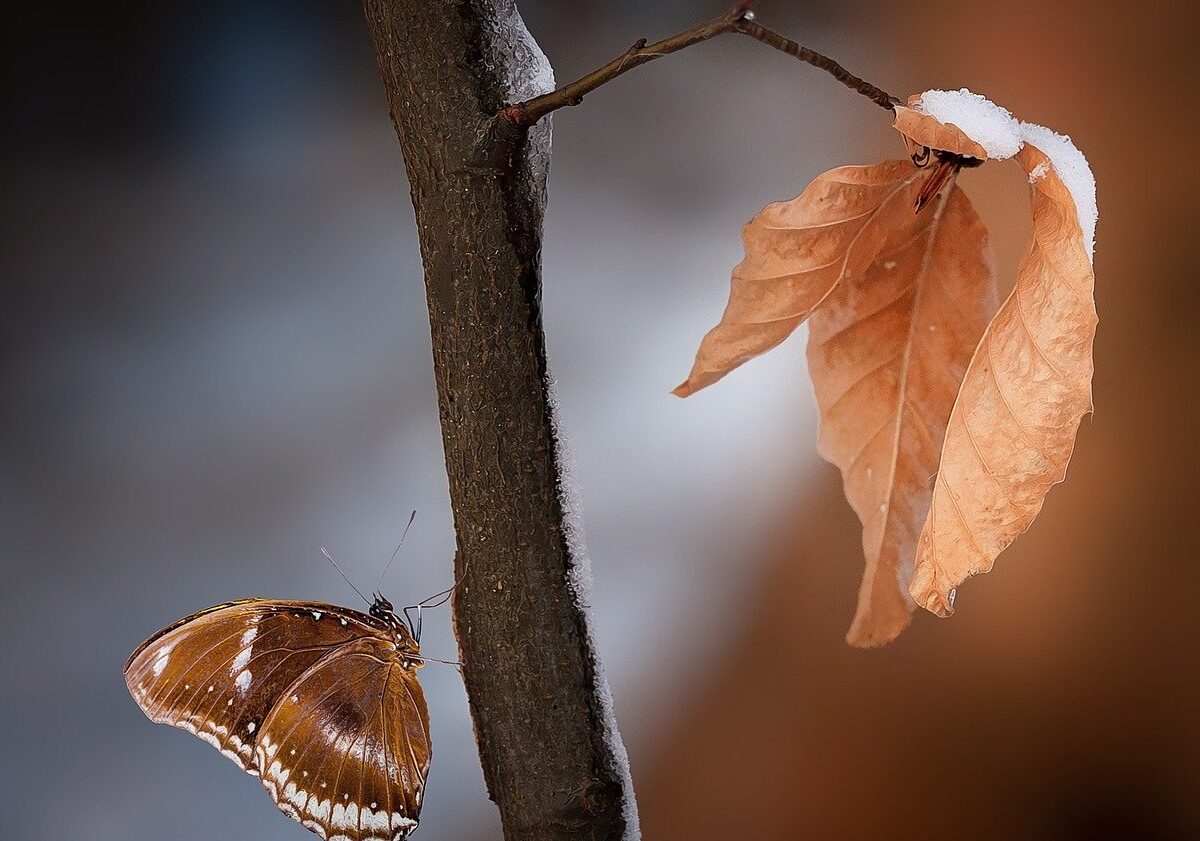 A plant and its leaf