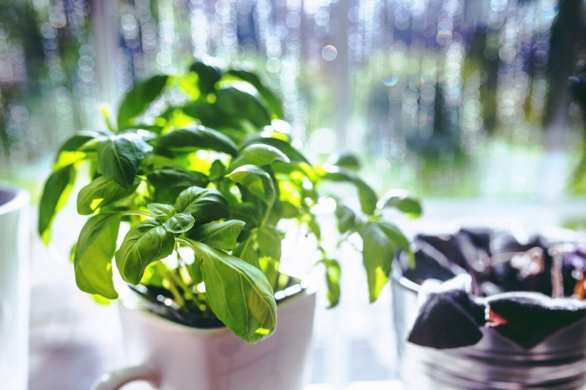 Read more about the article Garden Indoors During the Colder Seasons