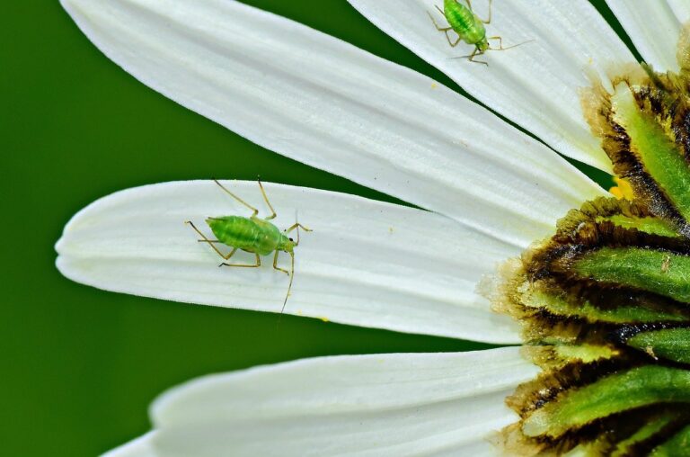 Read more about the article Common Pests Found on Indoor Plants