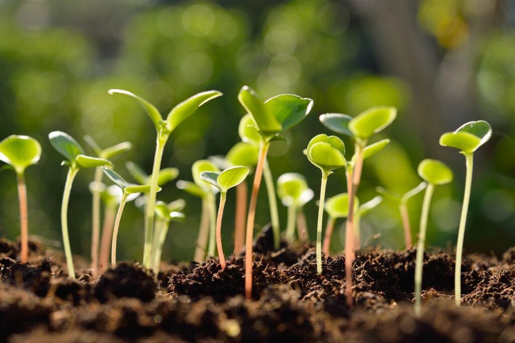 Propagated Plants