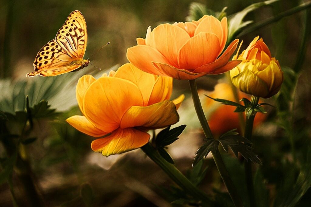 Native Plants Help Butterflies