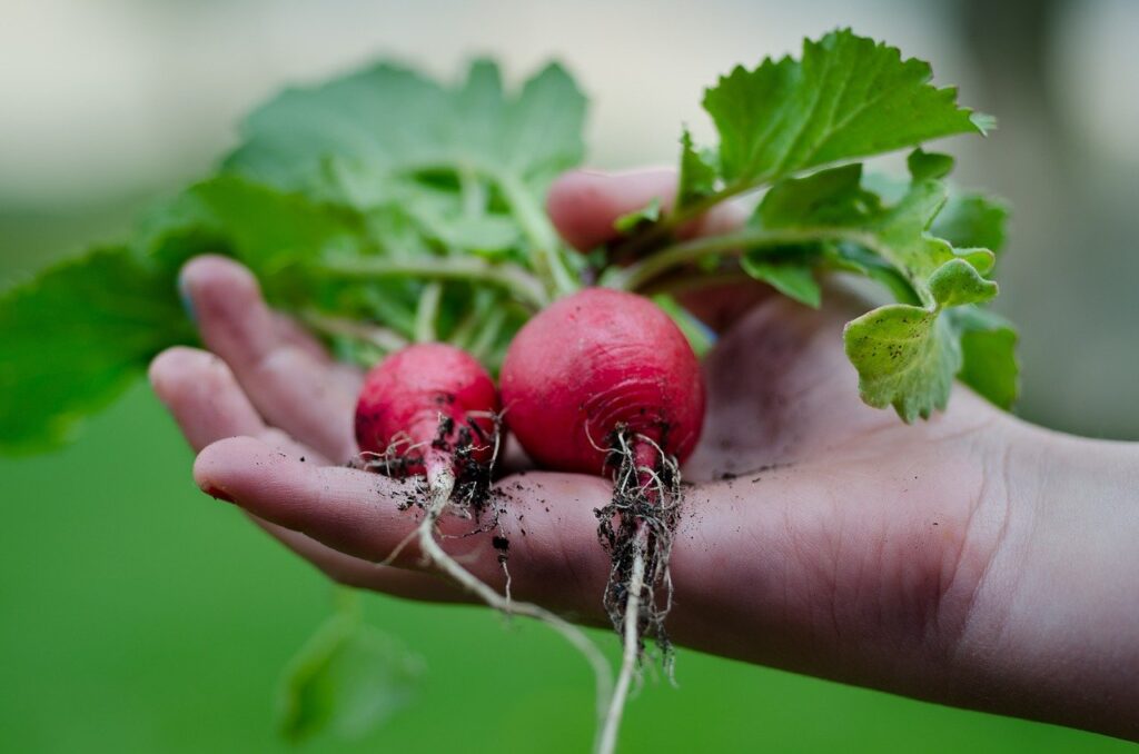 Hand holding 2 radishes from spring gardening