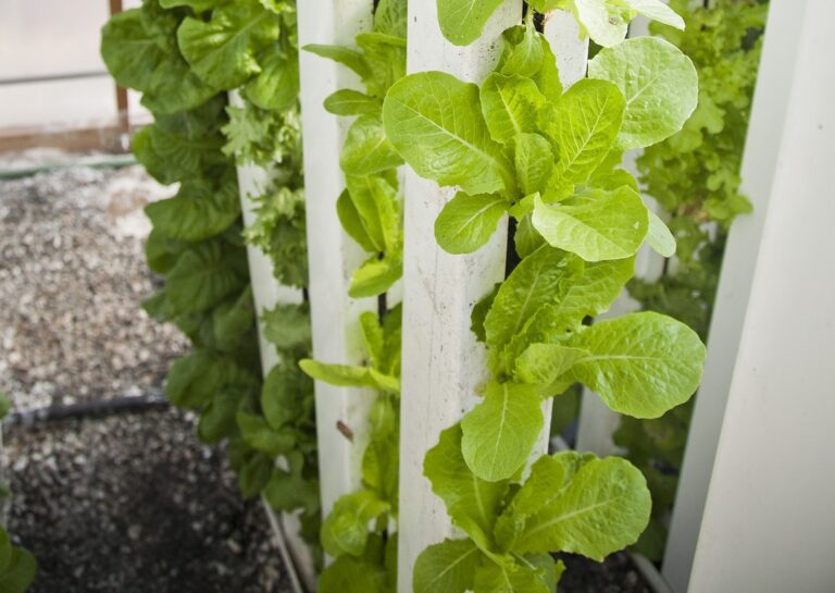 Read more about the article Hydroponics is Great For Small Spaces