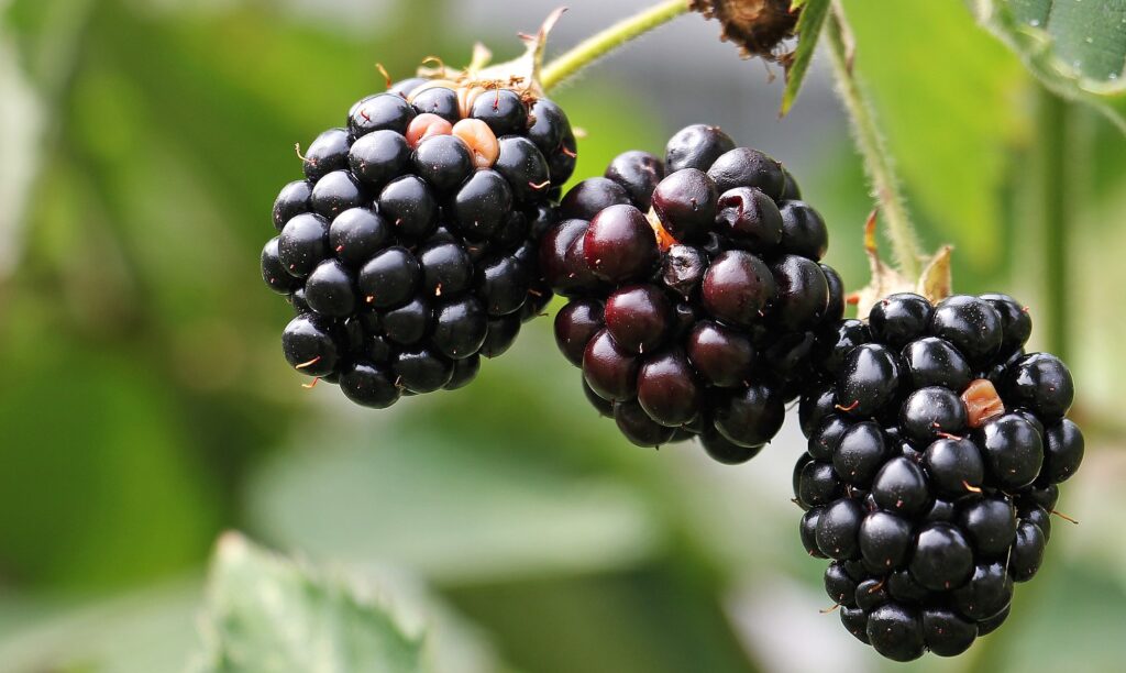 Blackberries