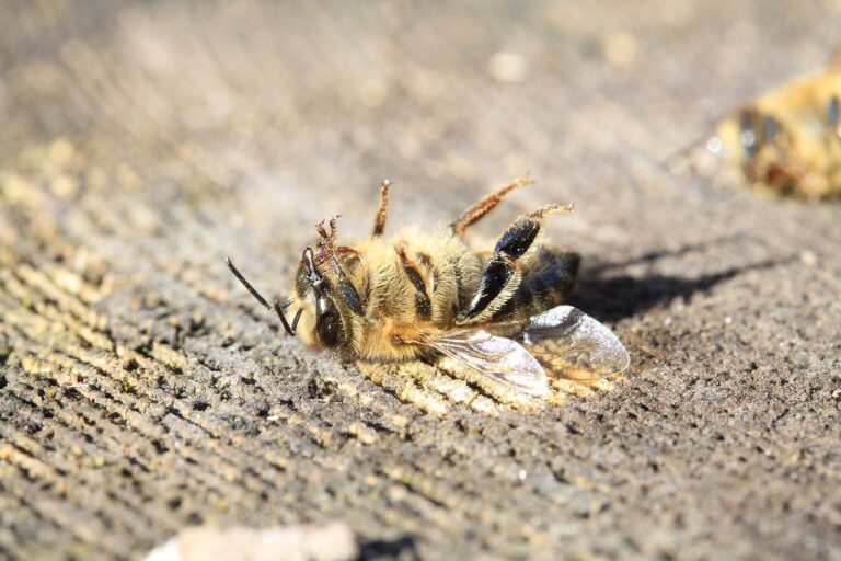 Read more about the article Pesticides Can Harm a Garden’s Balance