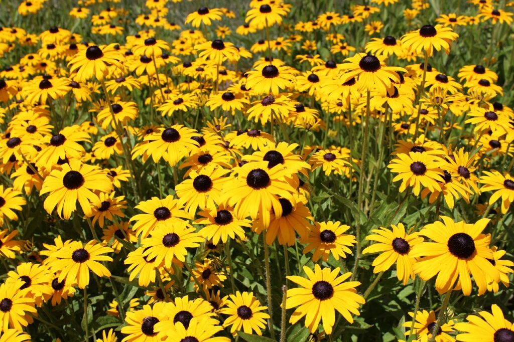 Black-Eyed Susans; Create a native garden in MD