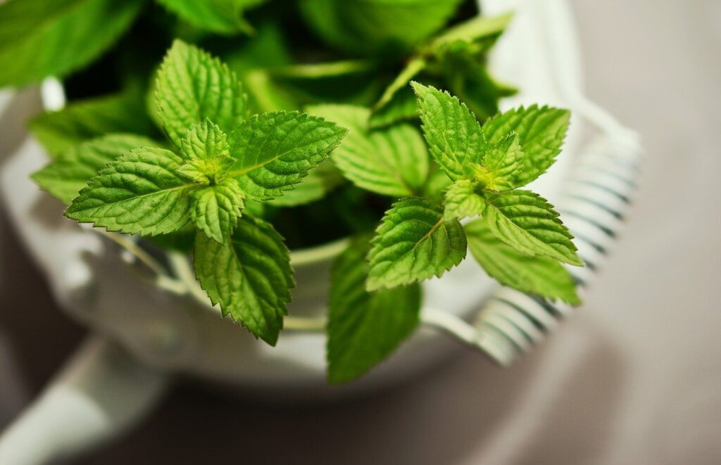 Mint plant to keep pests away