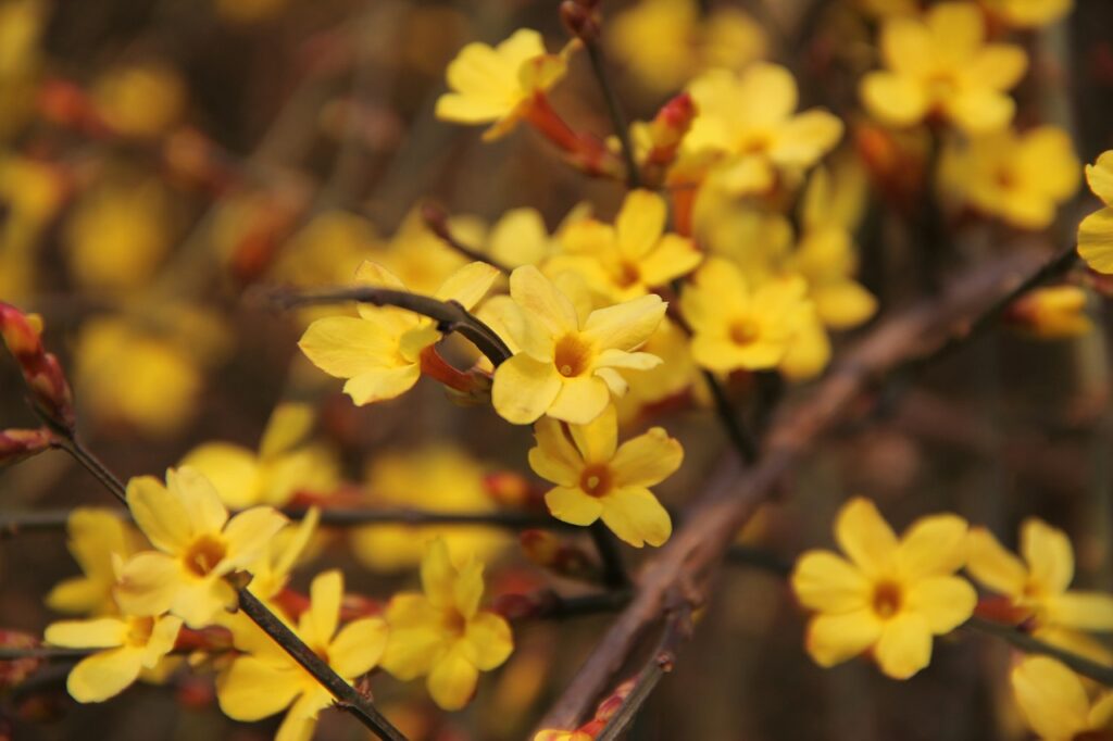 Southeastern Native Plant Carolina Jasmine