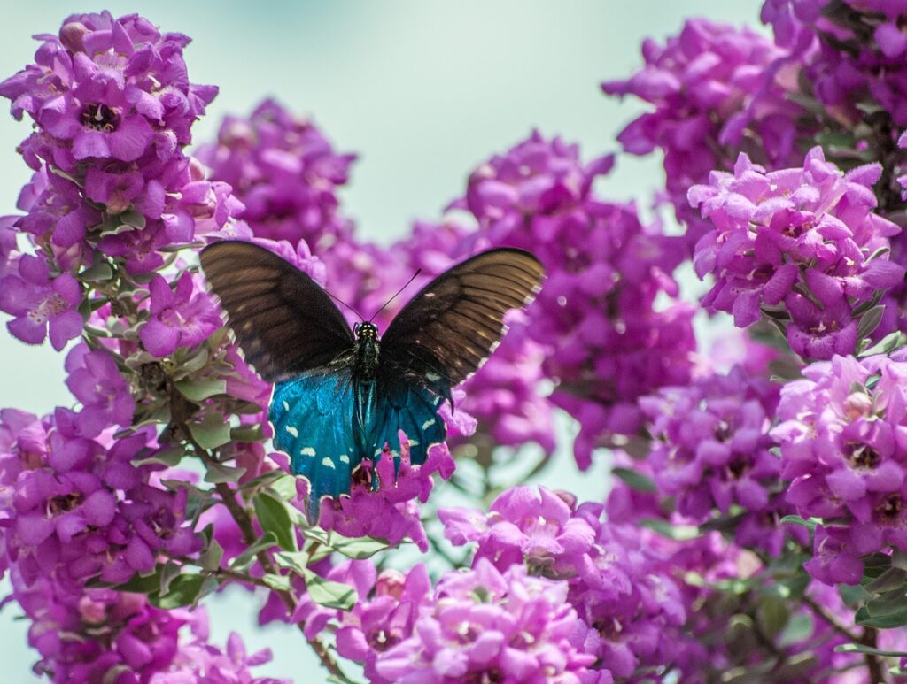 Texas Sage with Butterfly; Native to Southwestern U.S