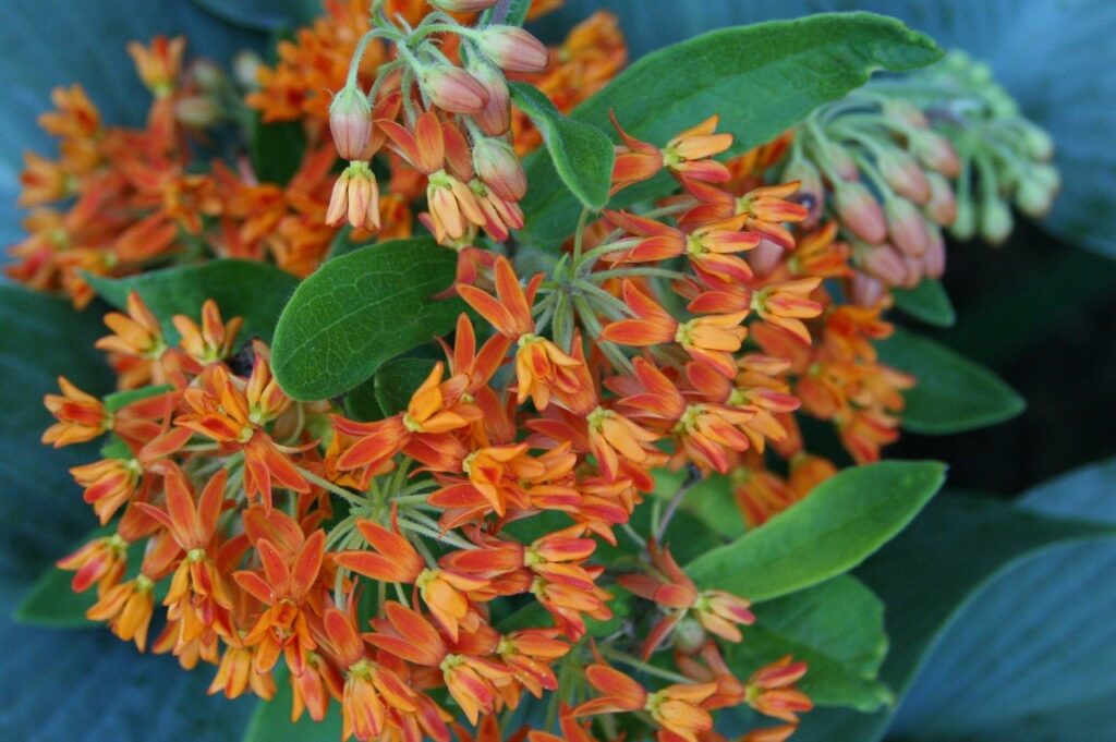 Midwestern Native Plant: Butterfly Weed