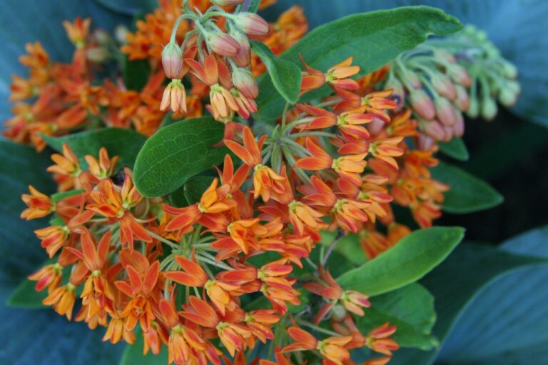 Read more about the article 3 Native Plants for Midwestern Gardeners
