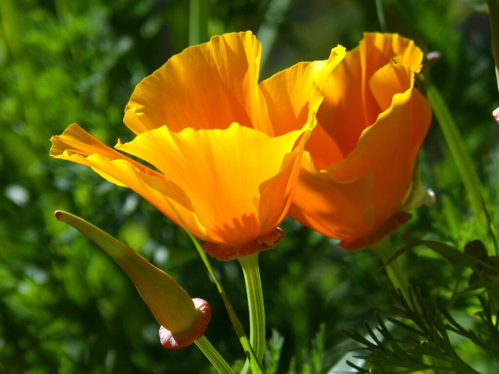 California Poppy; plant native to the west coast