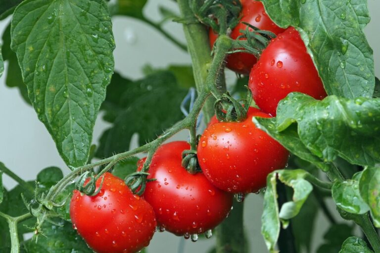 Read more about the article How to Avoid Common Hurdles of Growing Tomato Plants