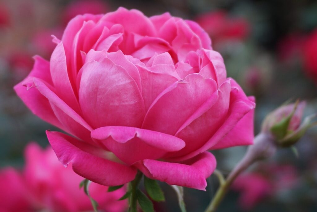 Rose growing in July