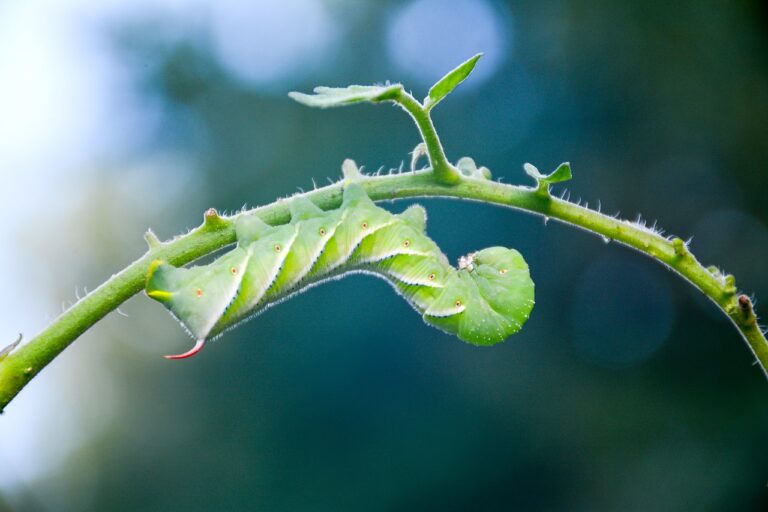 Read more about the article Three Pests That Can Destroy Your Garden And How To Take Care Of Them