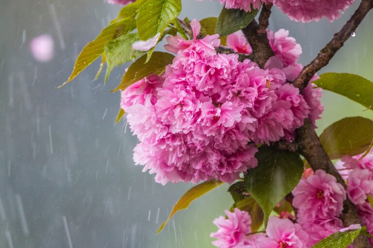 Read more about the article How To Help Your Garden Thrive, Even Through Excess Rainfall
