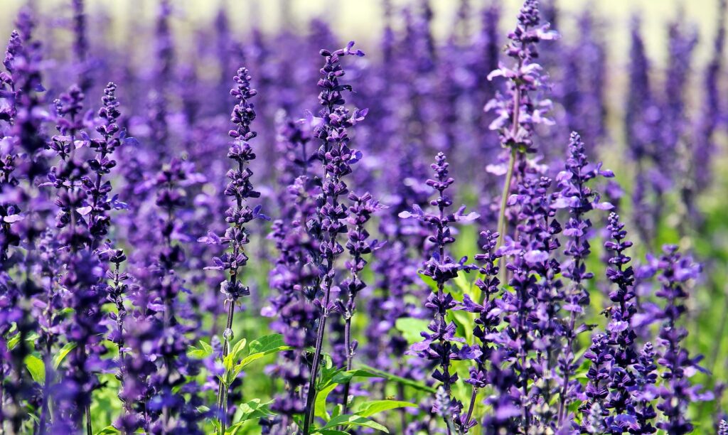 lavender plants; deer deterrent plants