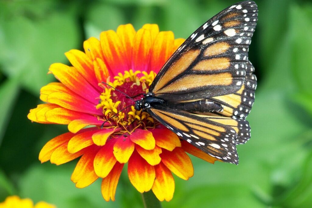 Butterfly on Zinnia Flower; Companion for Vegetable Garden