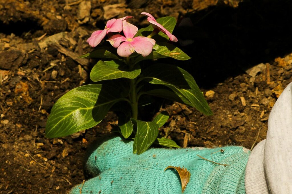 planting flower; Lasagna gardening can help plants grow