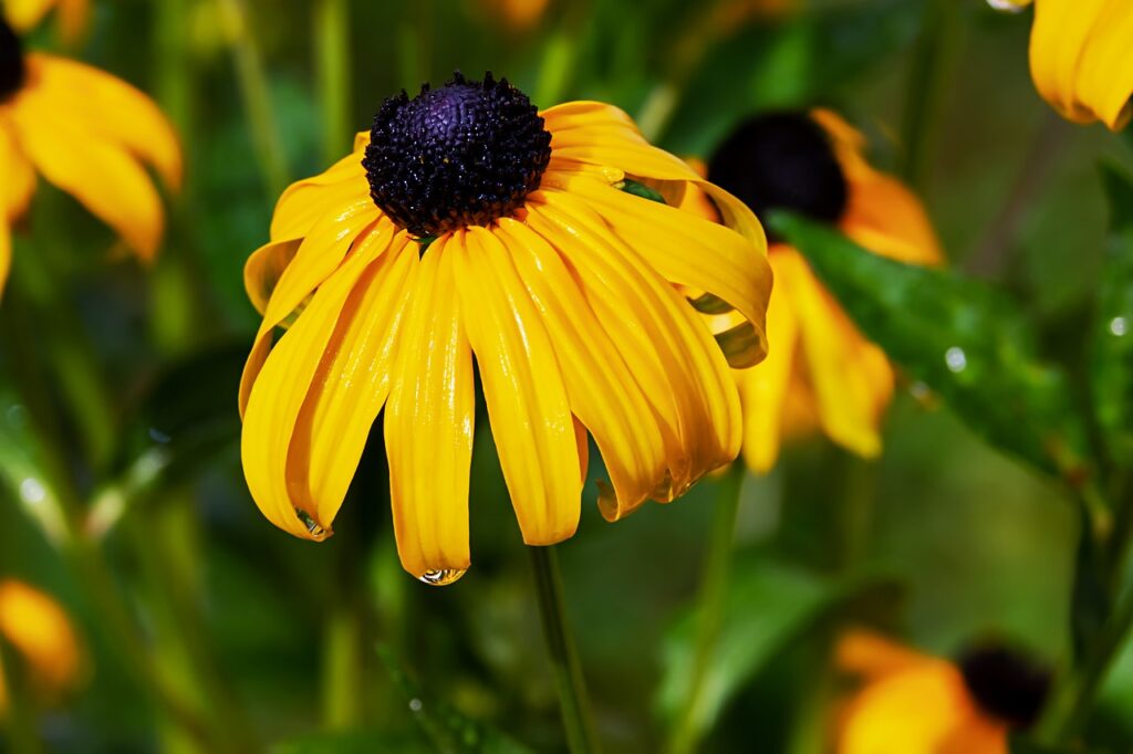 Coneflowers are great for planting in the middle of rain gardens