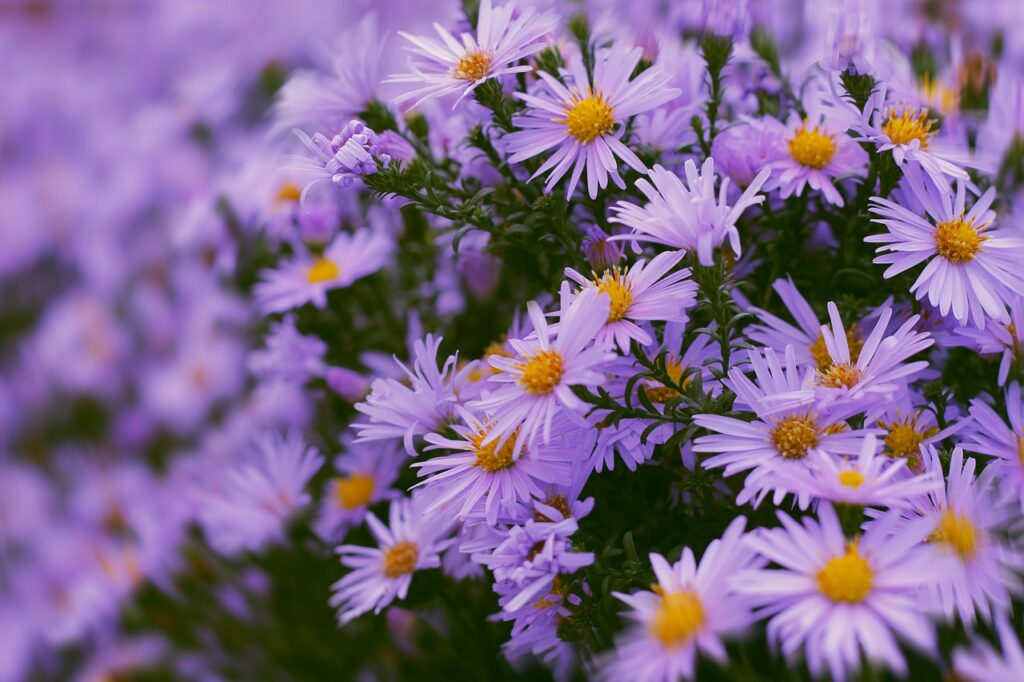 Aster flowers; fall blooms