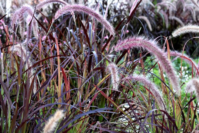 Read more about the article How To Add More Character To Your Garden With Ornamental Grasses