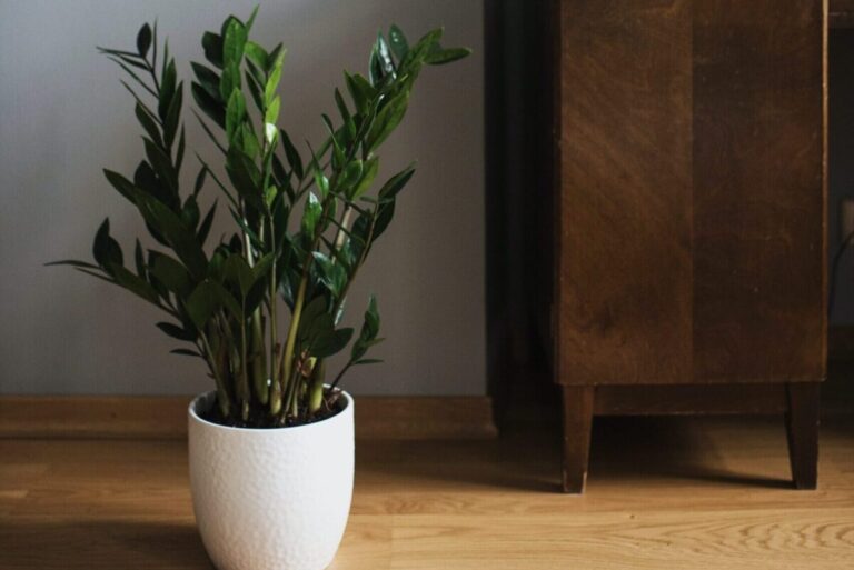 Read more about the article How The ZZ Plant Helps Improve Your Home