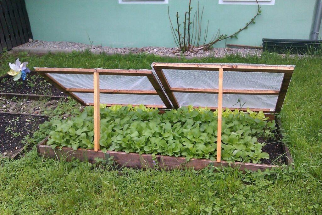 cold frame gardening