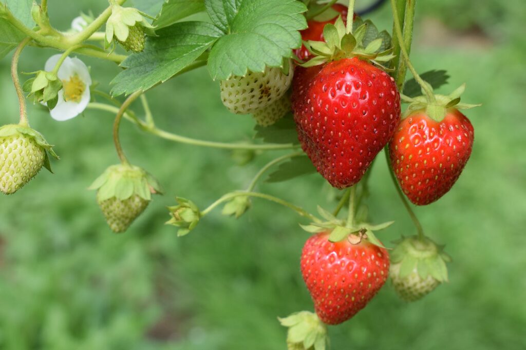 Strawberries growing