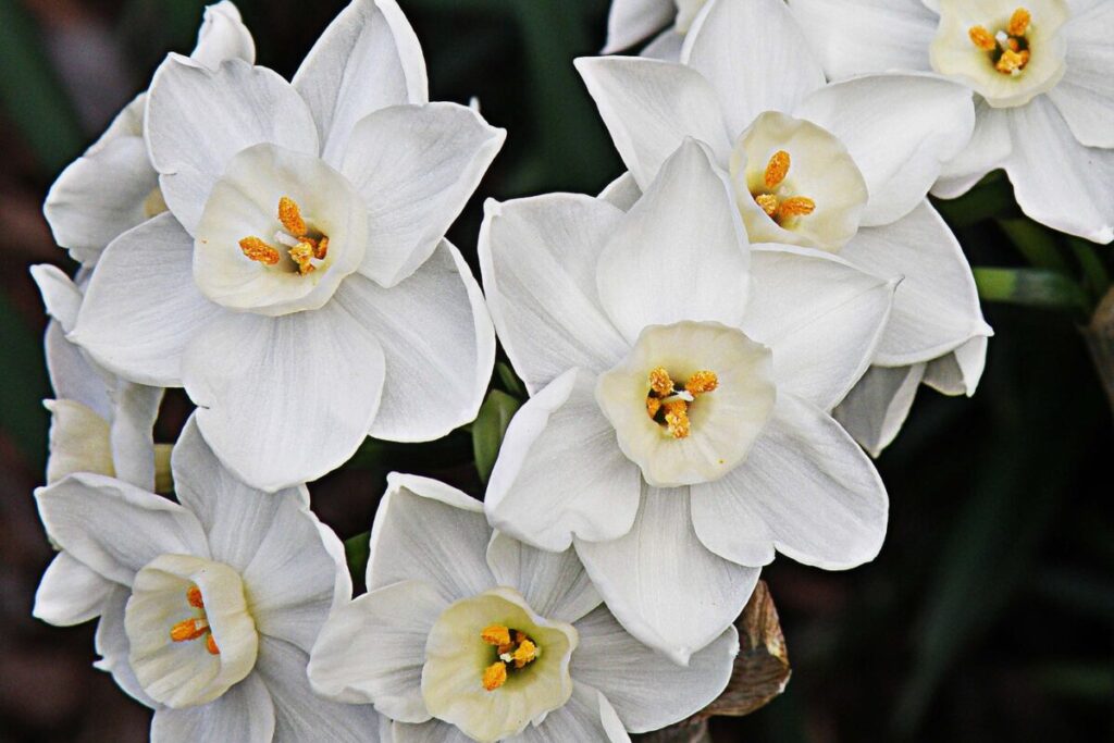 Paperwhites for Holiday Decor