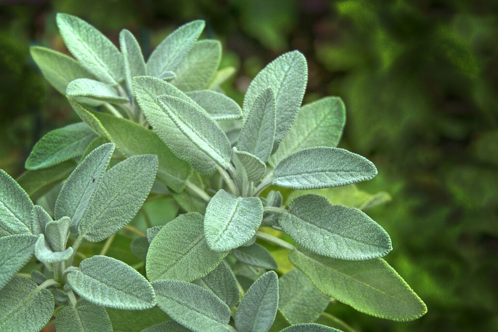 Sage plant; perfect for an herb garden