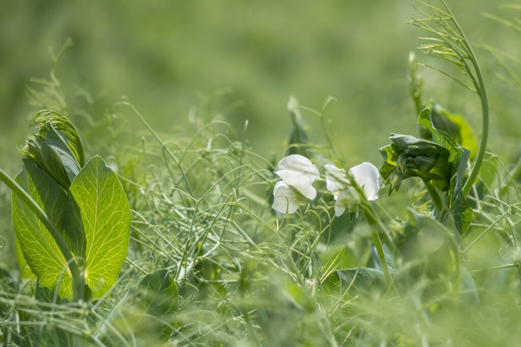 pea plant as cover crops