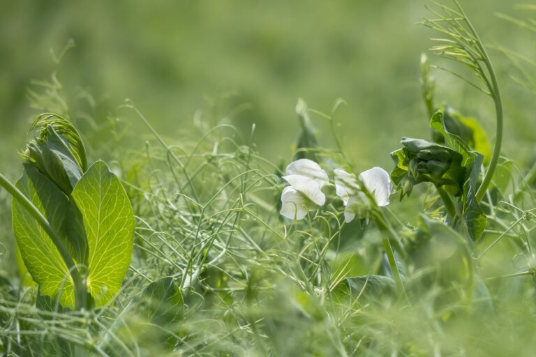 Read more about the article How Cover Crops Help Your Garden Get Spring Ready