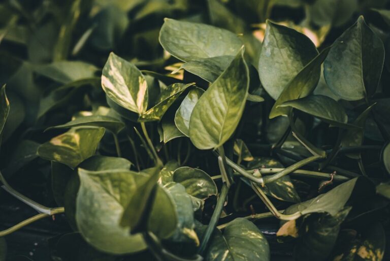 Read more about the article Pothos Plants: The Best Choice for Budding Gardeners