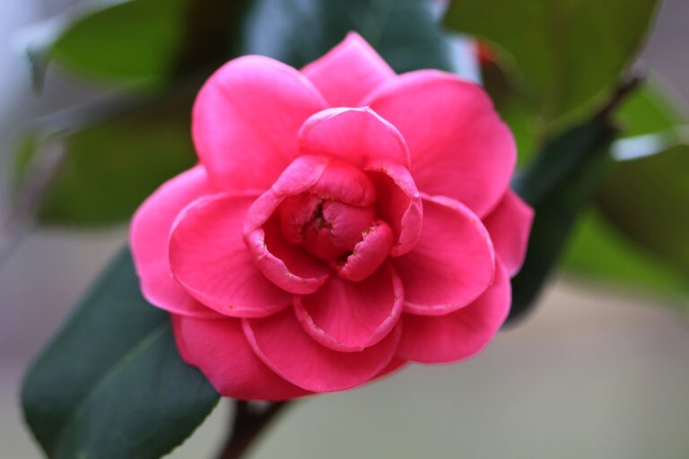 Read more about the article How to Spruce Up Your Winter Garden: Plant the Japanese Camellia