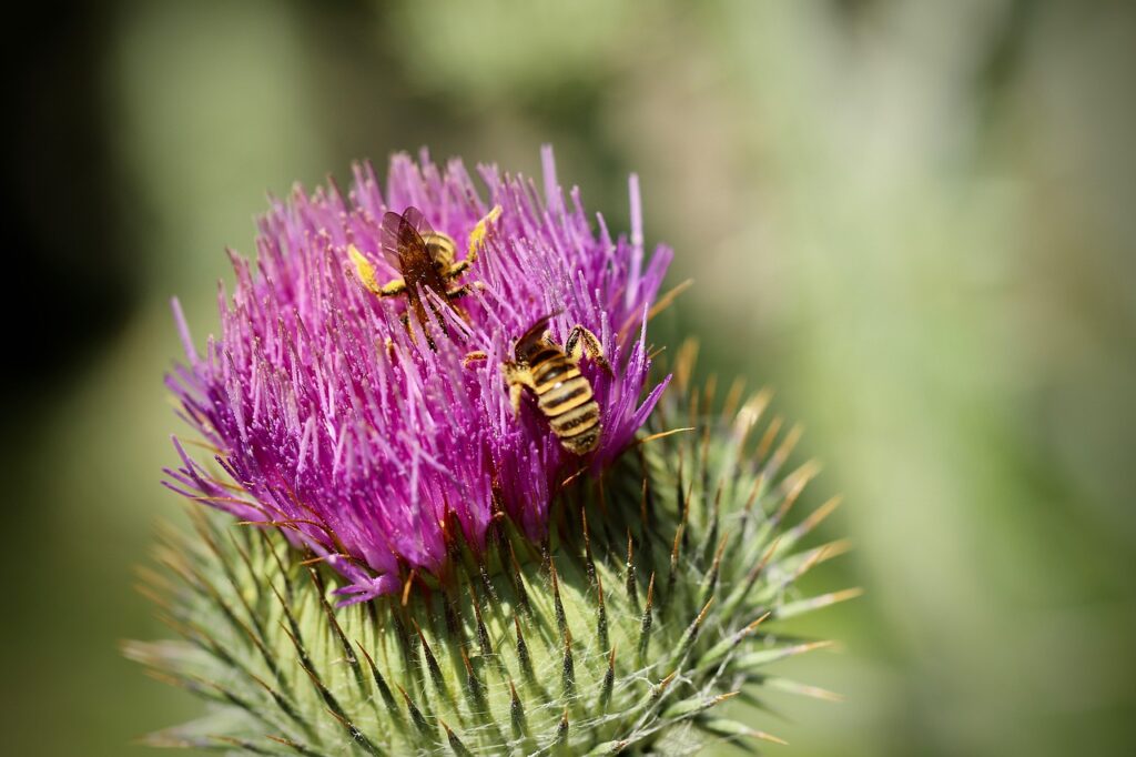 wildlife garden