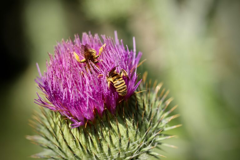 Read more about the article How to Create Your Own Wildlife Garden Paradise