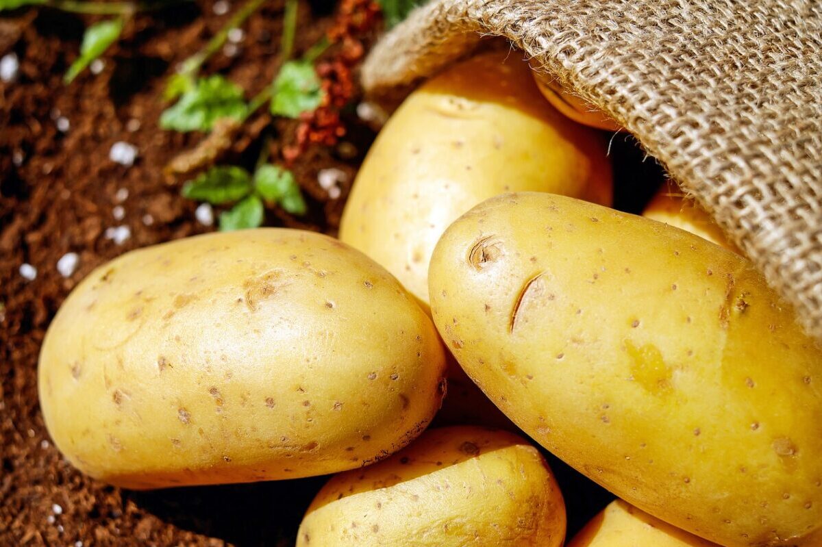 Read more about the article How to Grow the Best Potatoes