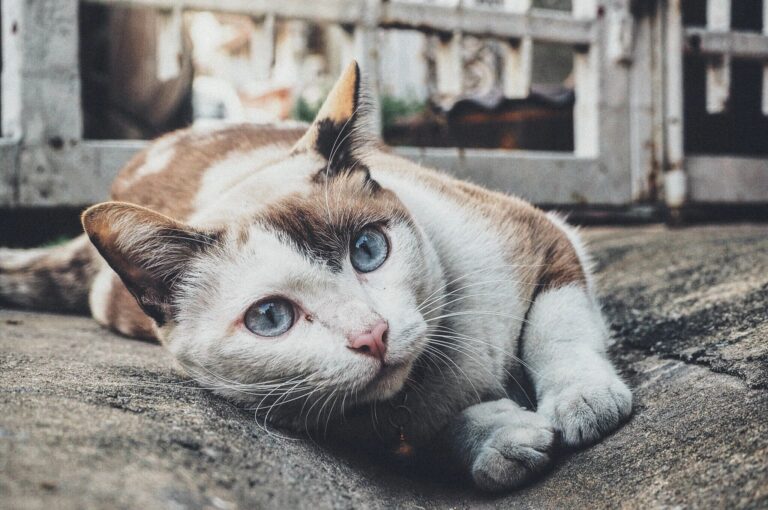 Read more about the article Battling Loneliness: New Program Pairs Senior Citizens With Senior Cats