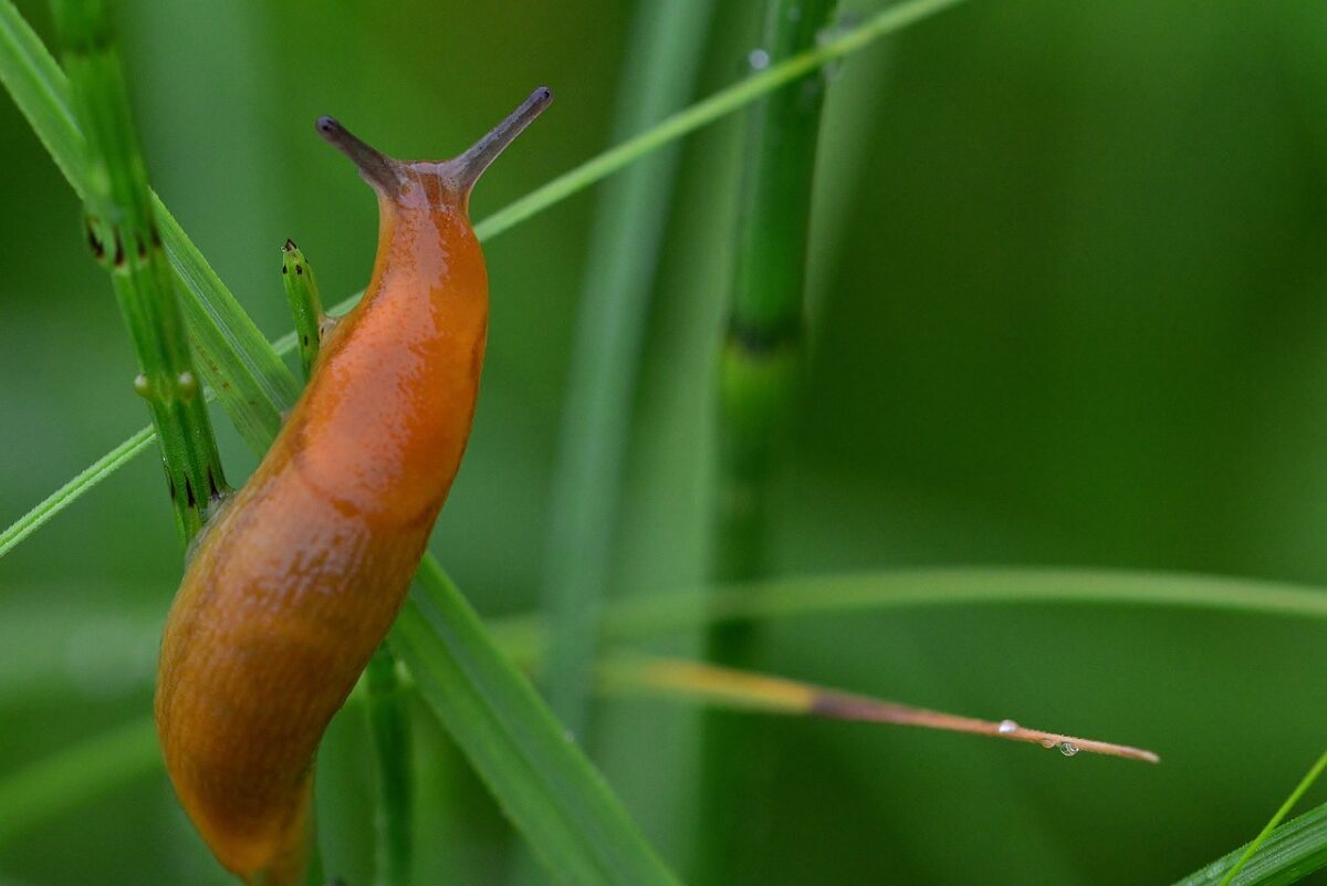 Read more about the article How to Naturally Keep Slugs Out of Your Garden