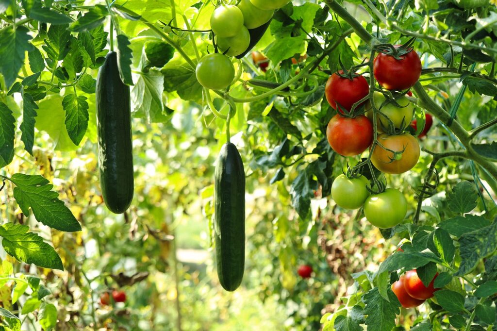 Companion planting with cucumbers and tomatoes