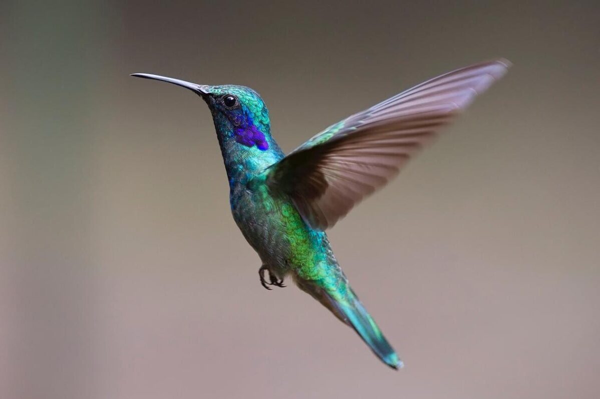 Read more about the article How to Attract Hummingbirds to Your Garden