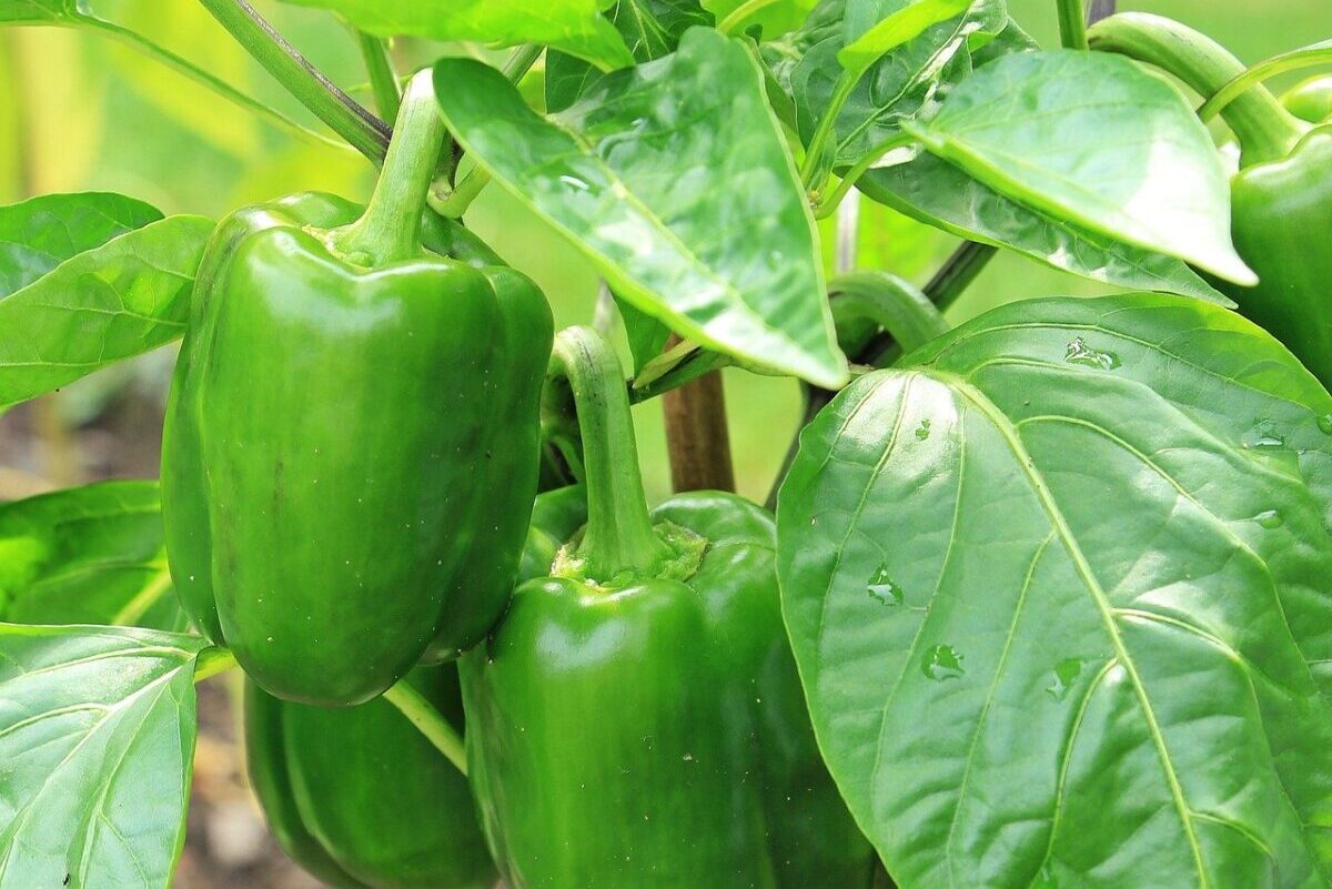 Read more about the article How to Grow Your Own Peppers