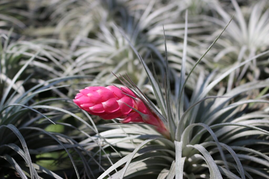 air plants; tillandsia