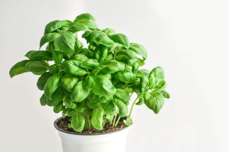 Read more about the article How to Start Growing Your Own Basil Plant